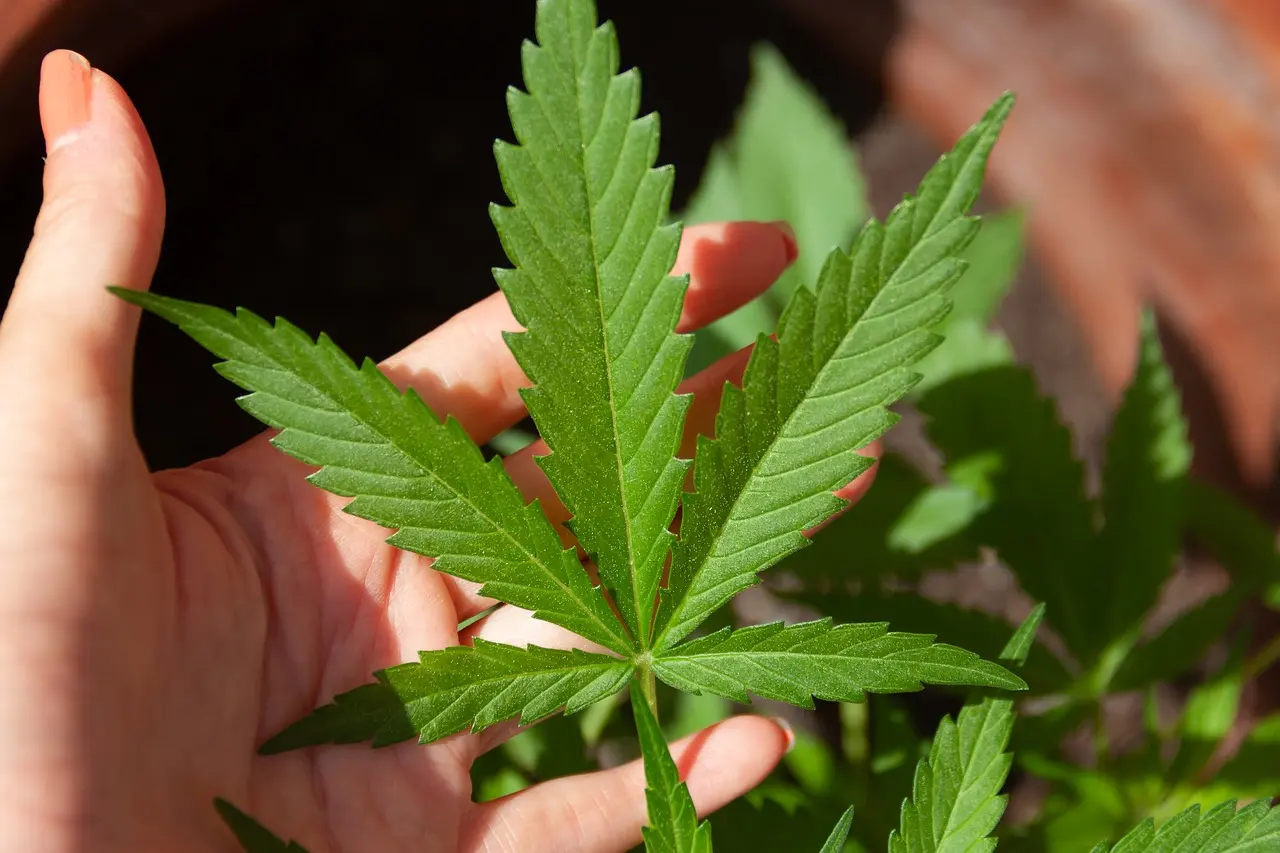 Os Benefícios Medicinais da Cannabis: Uma Visão Abrangente