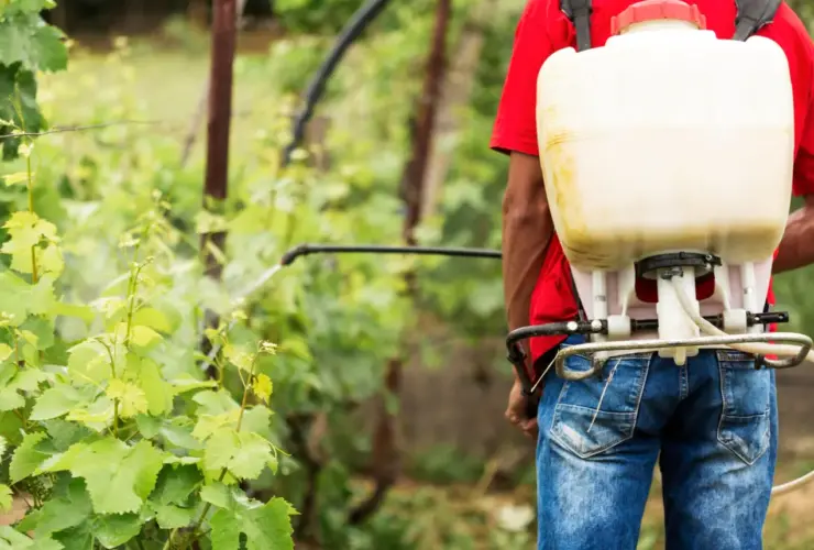 O que é Gramoxone e Qual sua Dosagem Recomendada? Gramoxone é um herbicida de contato amplamente utilizado na agricultura para o controle de plantas daninhas em diversas culturas. Sua substância ativa, o paraquat, age de forma rápida, promovendo a dessecação das folhas e interrompendo a fotossíntese das plantas-alvo. A dosagem recomendada de Gramoxone por litro de água pode variar conforme o tipo de vegetação a ser controlada e o estágio de desenvolvimento das ervas daninhas. No geral, a proporção recomendada está entre 2 e 5 ml de Gramoxone por litro de água, garantindo uma aplicação eficaz sem desperdícios ou riscos desnecessários. Qual a Dosagem Certa de Gramoxone por Litro de Água? A dosagem ideal de Gramoxone depende do tipo de ervas daninhas a serem eliminadas. Para infestações leves, 2 ml por litro de água são suficientes, enquanto para plantas daninhas mais resistentes, pode ser necessário aumentar para 5 ml por litro. Essa dosagem deve ser aplicada com pulverizador manual ou mecanizado, garantindo uma distribuição uniforme sobre a área a ser tratada. Sempre utilize equipamentos de proteção individual (EPIs) ao manusear o produto para evitar riscos à saúde. Como Aplicar Gramoxone de Forma Segura e Eficiente A correta aplicação do Gramoxone garante a eficácia no controle das plantas invasoras sem causar danos ao meio ambiente ou à cultura principal. Seguem algumas dicas essenciais para um uso seguro e eficiente: Leia o rótulo do produto: Antes de qualquer aplicação, verifique as recomendações do fabricante para garantir a correta diluição. Utilize equipamentos adequados: Pulverizadores manuais ou motorizados devem ser calibrados para evitar desperdício e maximizar a eficácia. Evite aplicação em dias de vento forte: Isso reduz o risco de deriva do produto para áreas não desejadas. Respeite o tempo de reentrada na área aplicada: Espere pelo menos 24 horas antes de permitir o acesso de pessoas ou animais. Use EPIs: Luvas, máscaras, óculos de proteção e roupas adequadas são indispensáveis para evitar exposição ao herbicida. Benefícios e Cuidados no Uso do Gramoxone Gramoxone é uma escolha eficiente para o manejo de plantas invasoras devido à sua rápida ação e ampla aplicabilidade. No entanto, seu uso requer atenção especial devido à sua toxicidade. Entre os principais benefícios do Gramoxone, destacam-se: Rápida absorção e ação: Em poucas horas, as plantas tratadas começam a secar. Eficaz em várias condições climáticas: Atua bem mesmo em dias nublados, desde que não haja chuva iminente. Não afeta sementes e raízes: Permite a semeadura imediata após a aplicação. Contudo, por ser altamente tóxico, é essencial seguir as normas de segurança e descarte adequado da embalagem para evitar contaminação do solo e da água. Conclusão O Gramoxone é um herbicida poderoso e eficiente para o controle de plantas daninhas, desde que utilizado corretamente. A dosagem recomendada varia de 2 a 5 ml por litro de água, dependendo do tipo de vegetação. Seguir as boas práticas de aplicação e segurança é essencial para garantir sua eficácia e minimizar riscos ambientais e à saúde humana. Se você busca um controle rápido e eficiente, o Gramoxone pode ser a solução ideal, desde que manuseado com responsabilidade.